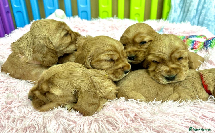 Cocker Spaniel dogs - Advert 1