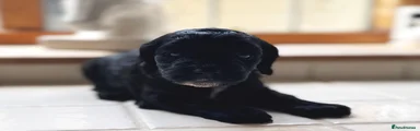 Cockapoo 2