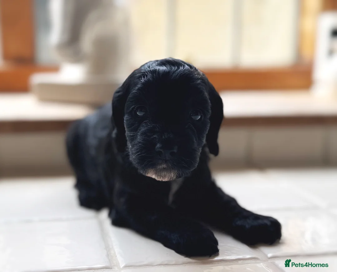 Cockapoo dogs for sale: Exceptional health tested cockerpoo Puppies - Advert 8