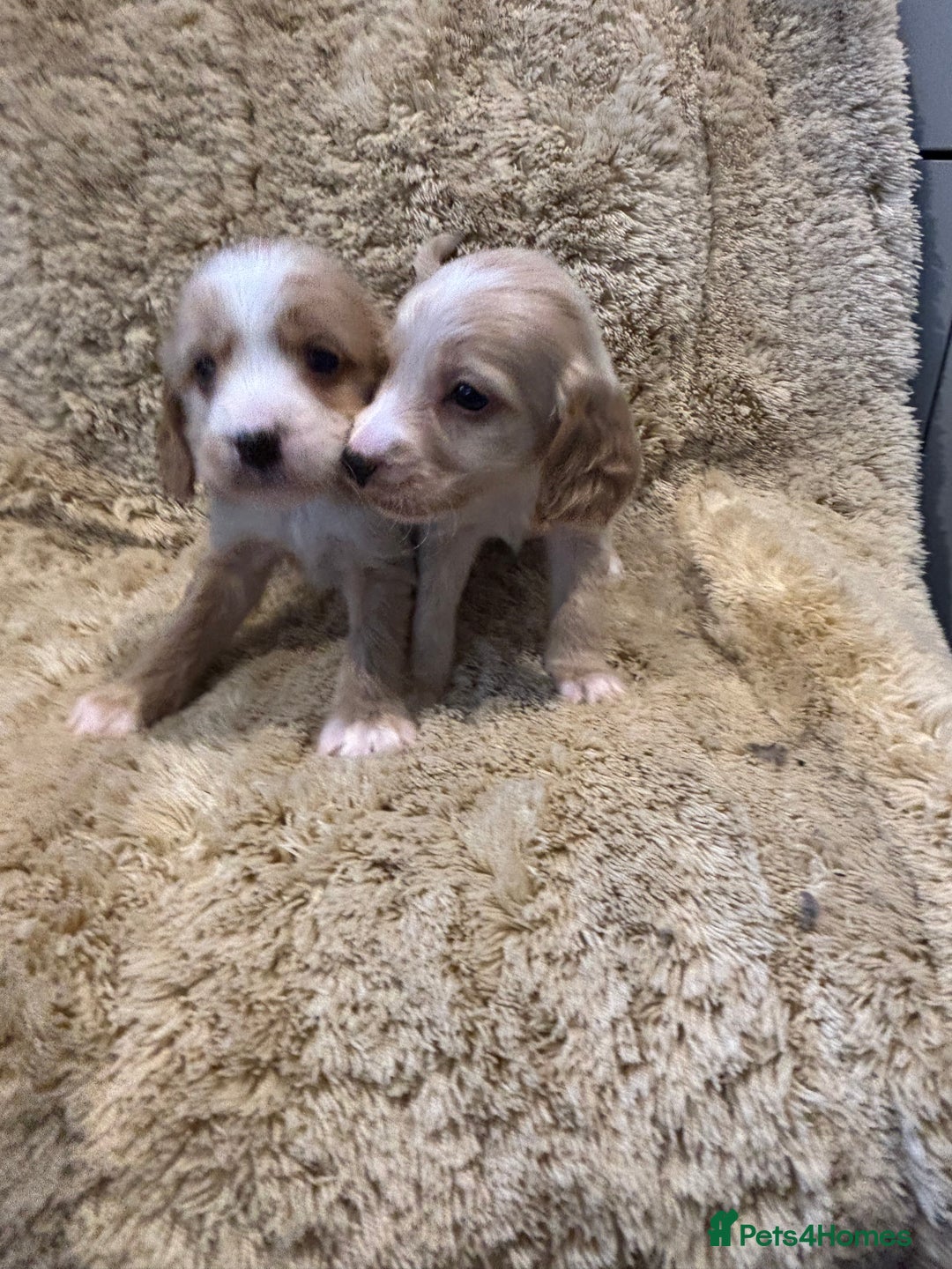 Cockapoo dogs for sale: Beautiful f1b cockapoo puppys  - Image 10
