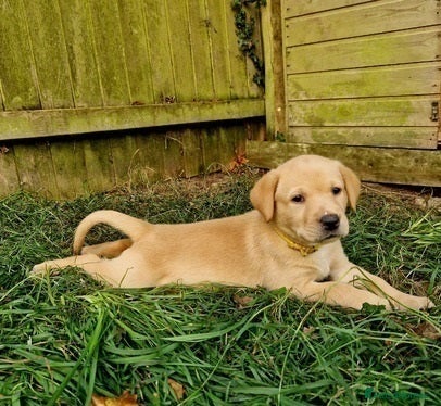 Labrador Retriever dogs happy Labrador retriever girl - Advert 18