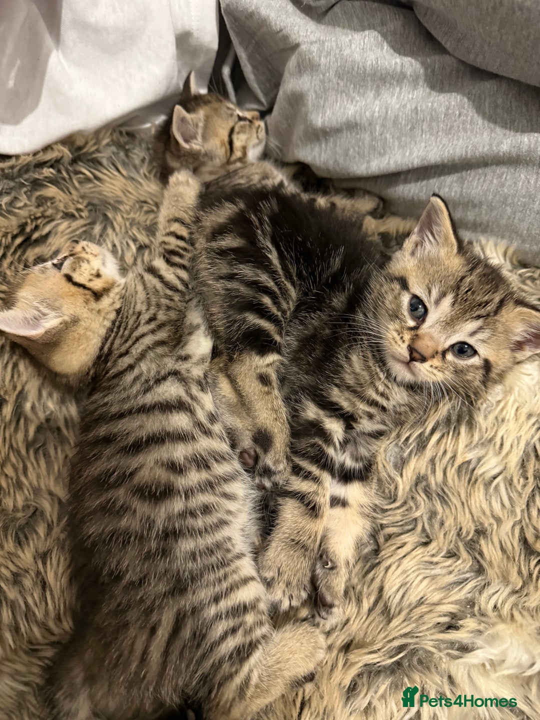 Domestic Shorthair cats for sale: Kittens looking for a loving home  - Advert 3