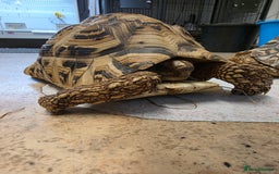 Tortoise reptiles for sale: Leopard Tortoise Pair - Image 2