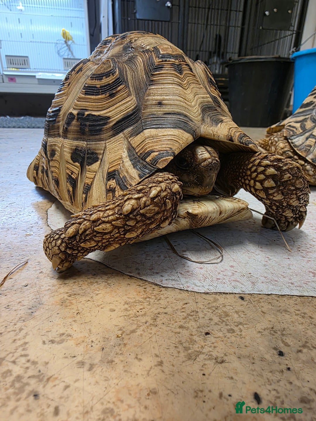 Tortoise reptiles for sale: Leopard Tortoise Pair - Image 2