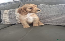 Cockapoo dogs for sale: F1 cockapoo - Ready Now - Image 28
