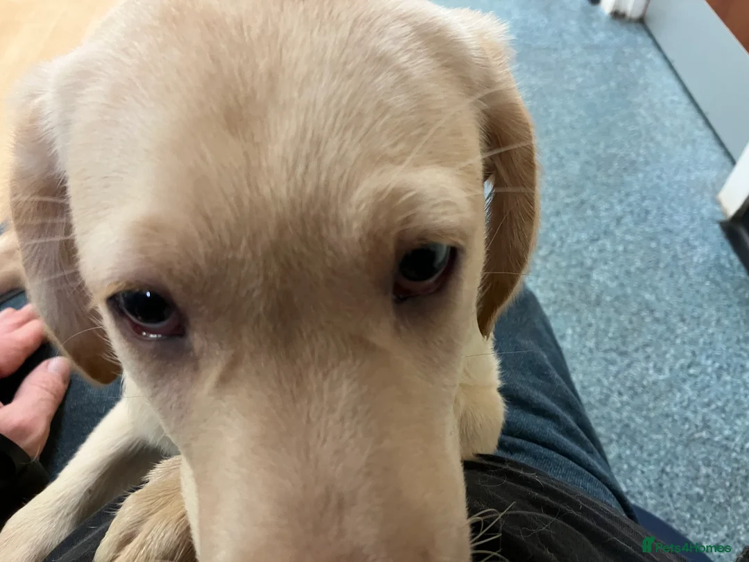 Labrador Retriever dogs for sale: Gorgeous Labrador puppies for sale. - Advert 2