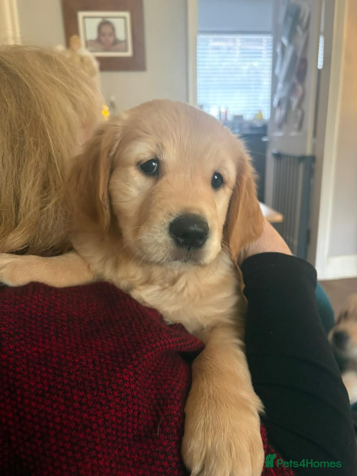 Golden Retriever dogs Golden retrievers  - Advert 13