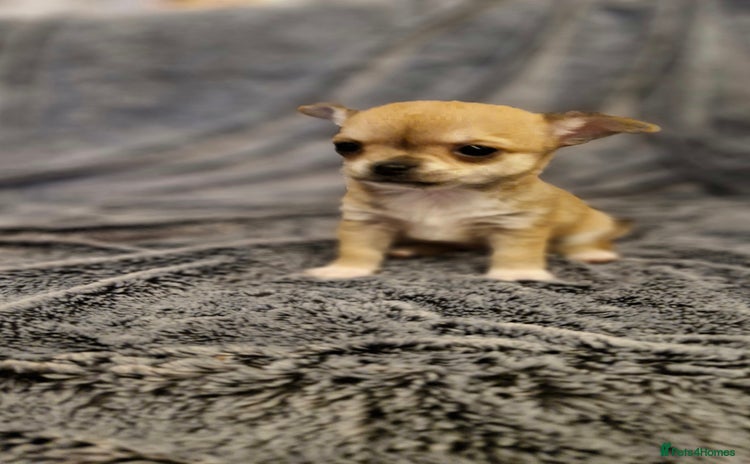 Chihuahua dogs - Advert 3