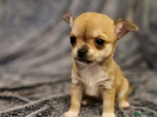 Chihuahua dogs - Advert 15