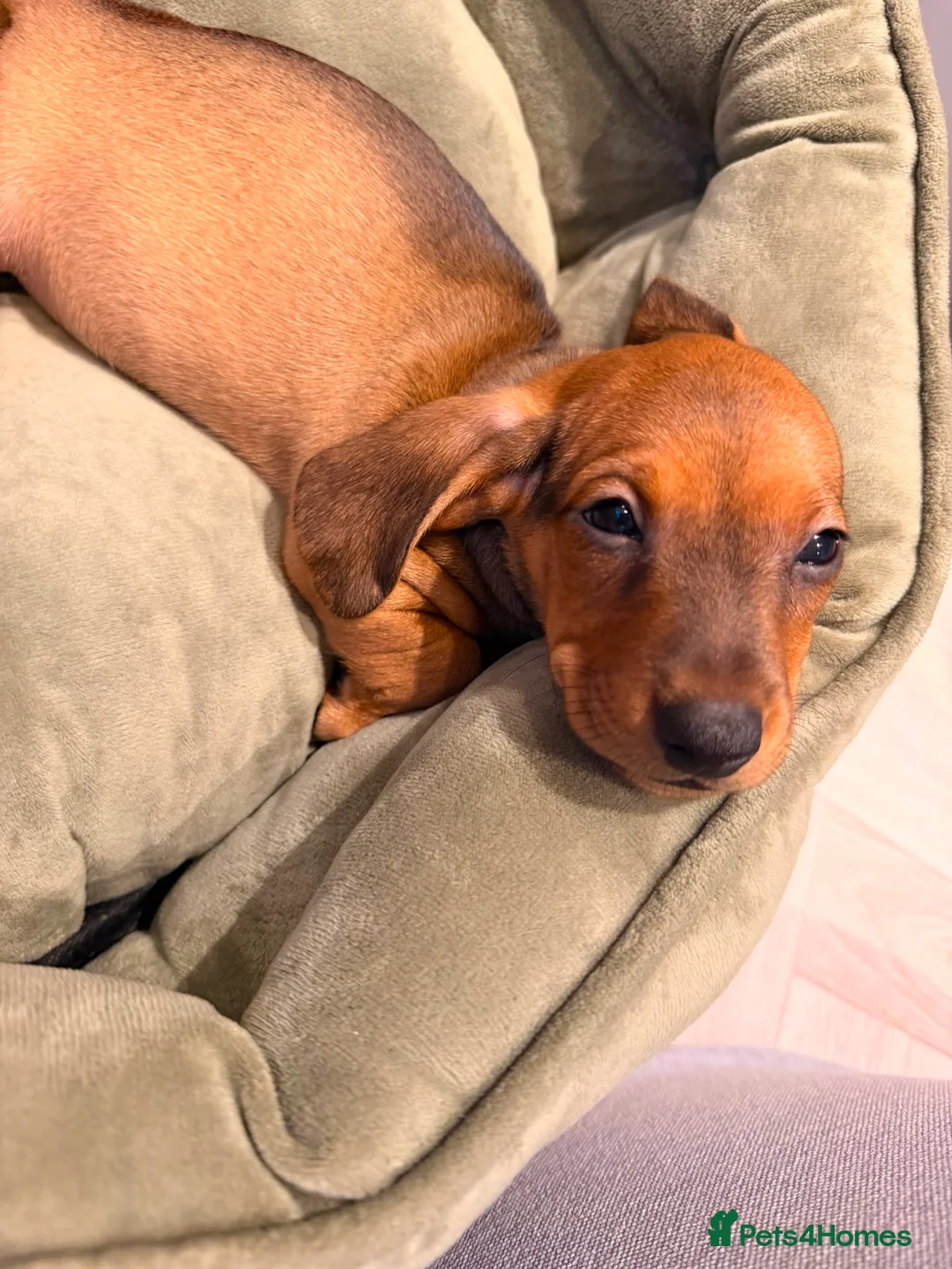 Dachshund dogs for sale: Beautiful Mini Dachshund puppies - Advert 11