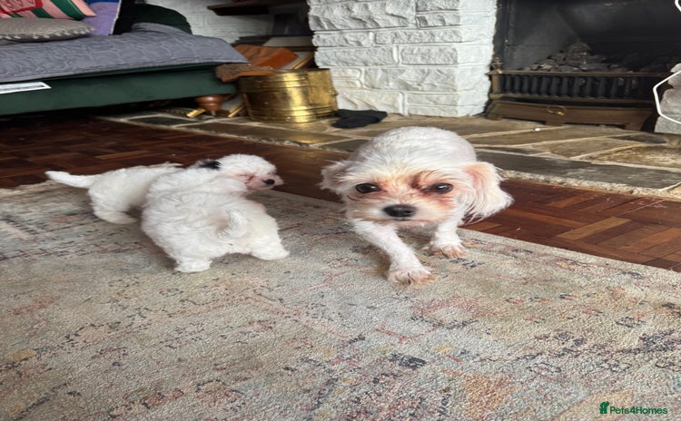 Coton De Tulear dogs - Advert 1