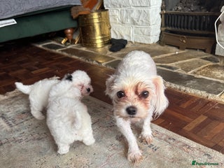 Coton De Tulear dogs for sale - Advert 1