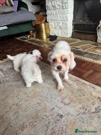 Coton De Tulear dogs - Advert 1