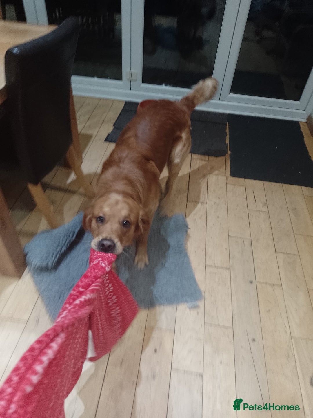 Golden Retriever dogs for stud: Golden Retriver Red/Dark Stud Dog - Image 15
