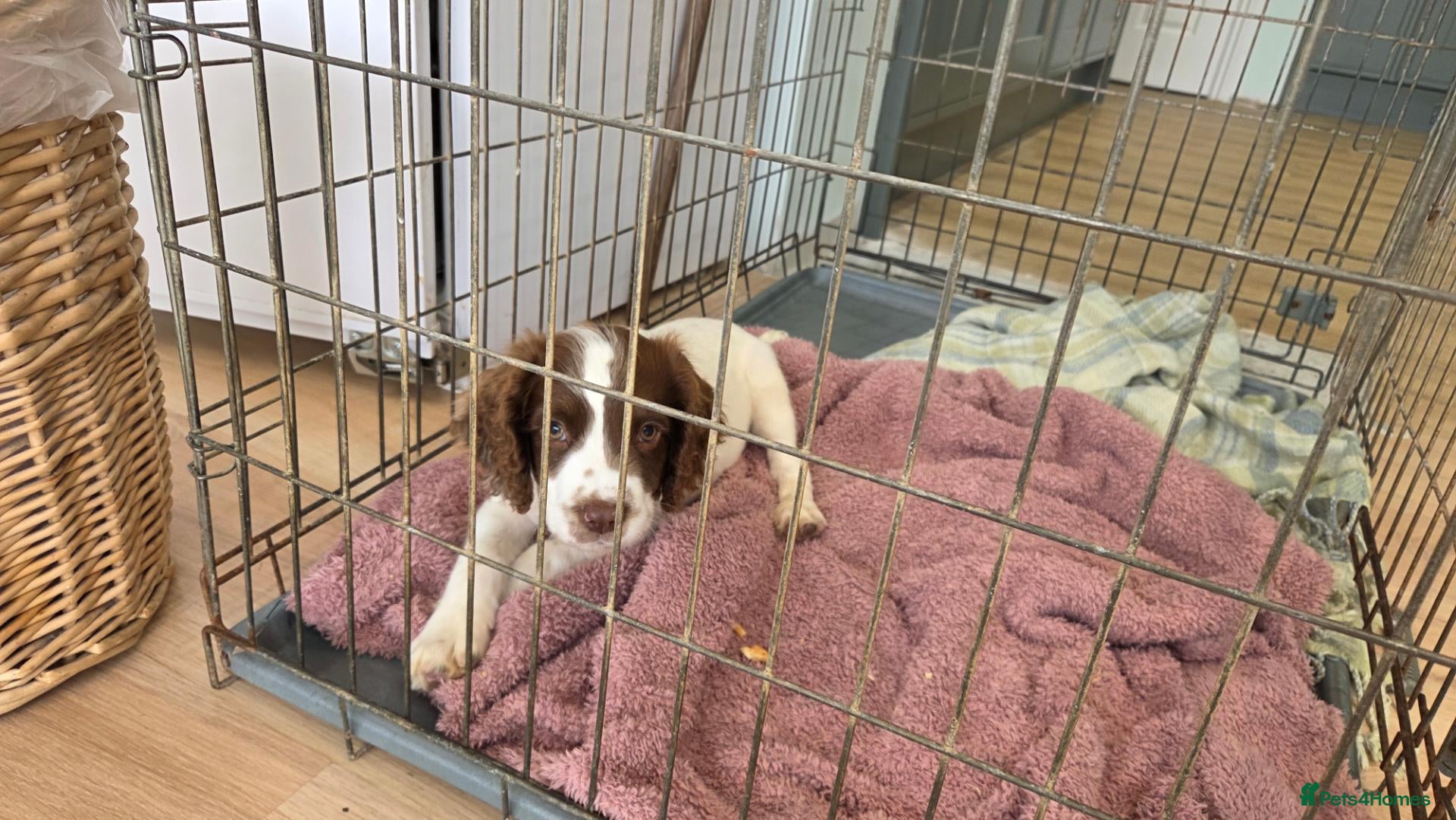 English Springer Spaniel dogs Springer Spaniel Puppies For Sale - Advert 2