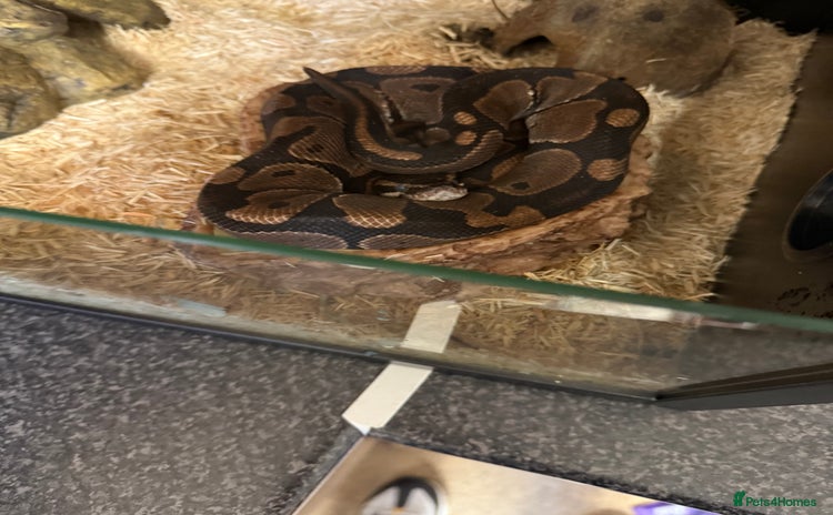 Python Snake reptiles - Advert 1