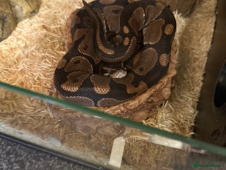 Python Snake reptiles - Advert 1