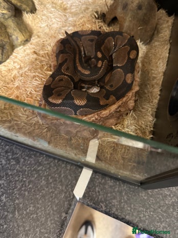 Python Snake reptiles - Advert 1