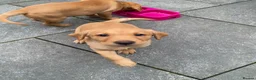 Labrador Retriever dogs for sale: 1 x Girl Fox Red Labrador Puppy - Advert 4