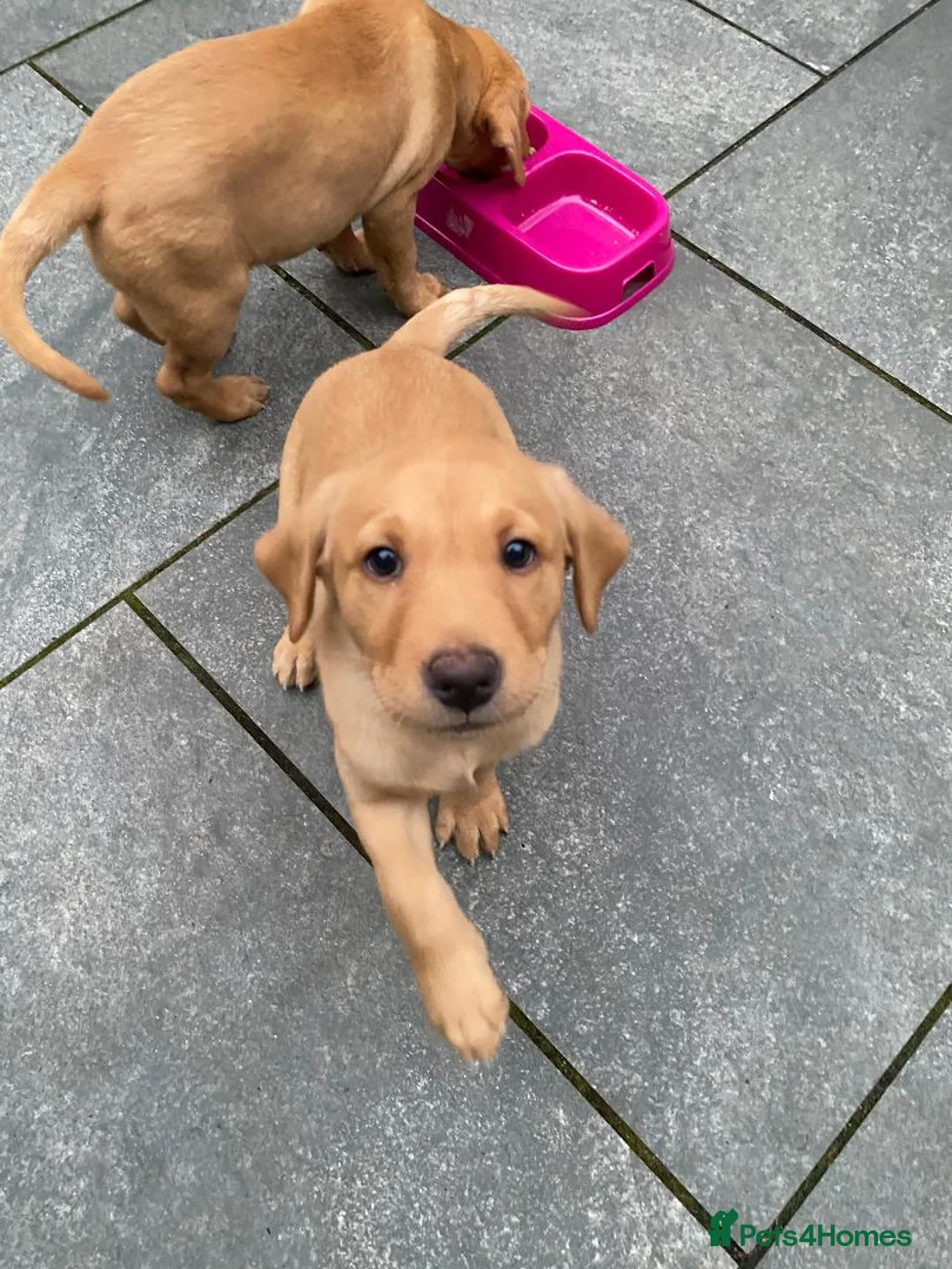 Labrador Retriever dogs for sale: 1 x Girl Fox Red Labrador Puppy - Advert 4