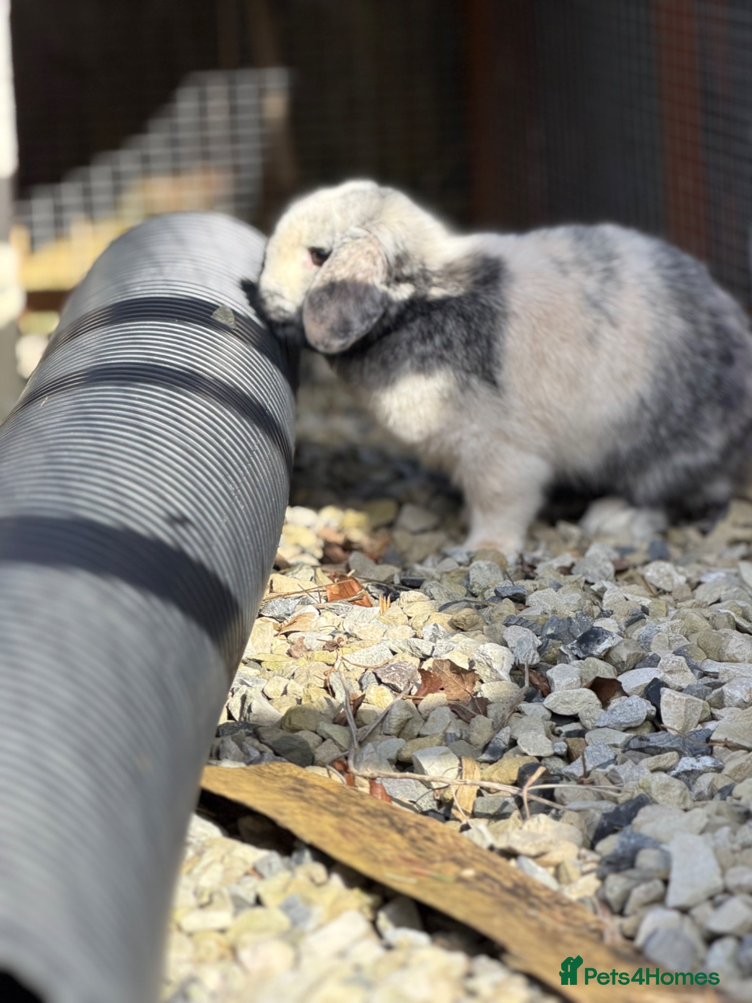 Mini Lop rabbits Mini lops does  - Advert 2