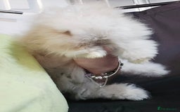 Angora rabbits for sale: Poor little man... - Image 7