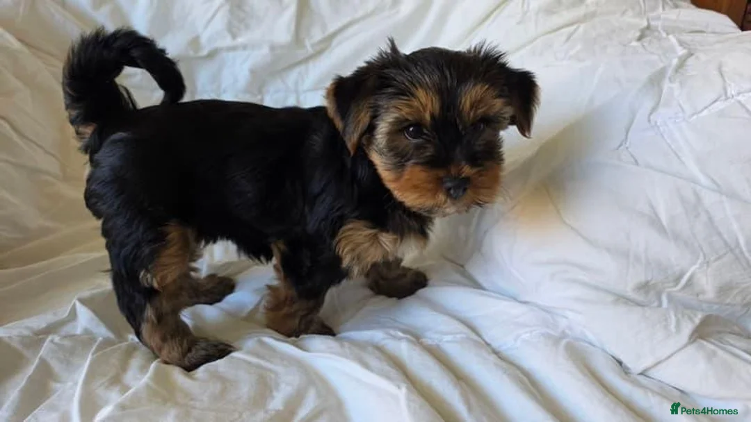 Yorkshire Terrier dogs for sale: Wavy coats yorkshire terrier - Advert 6