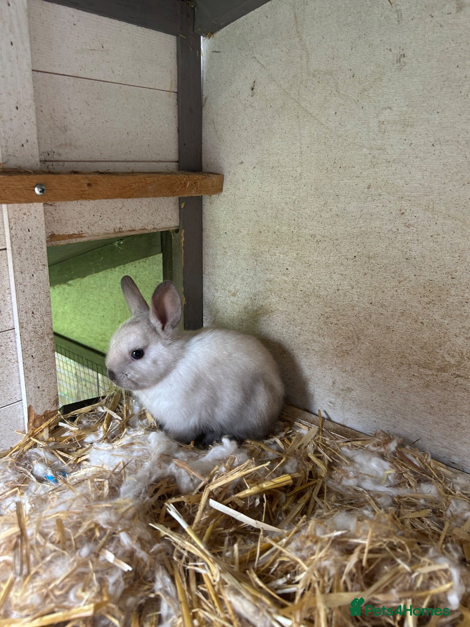 Netherland Dwarf rabbits Mini Netherlands dwarf  - Advert 6
