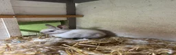 Netherland Dwarf rabbits for sale: Mini Netherlands dwarf  - Advert 1