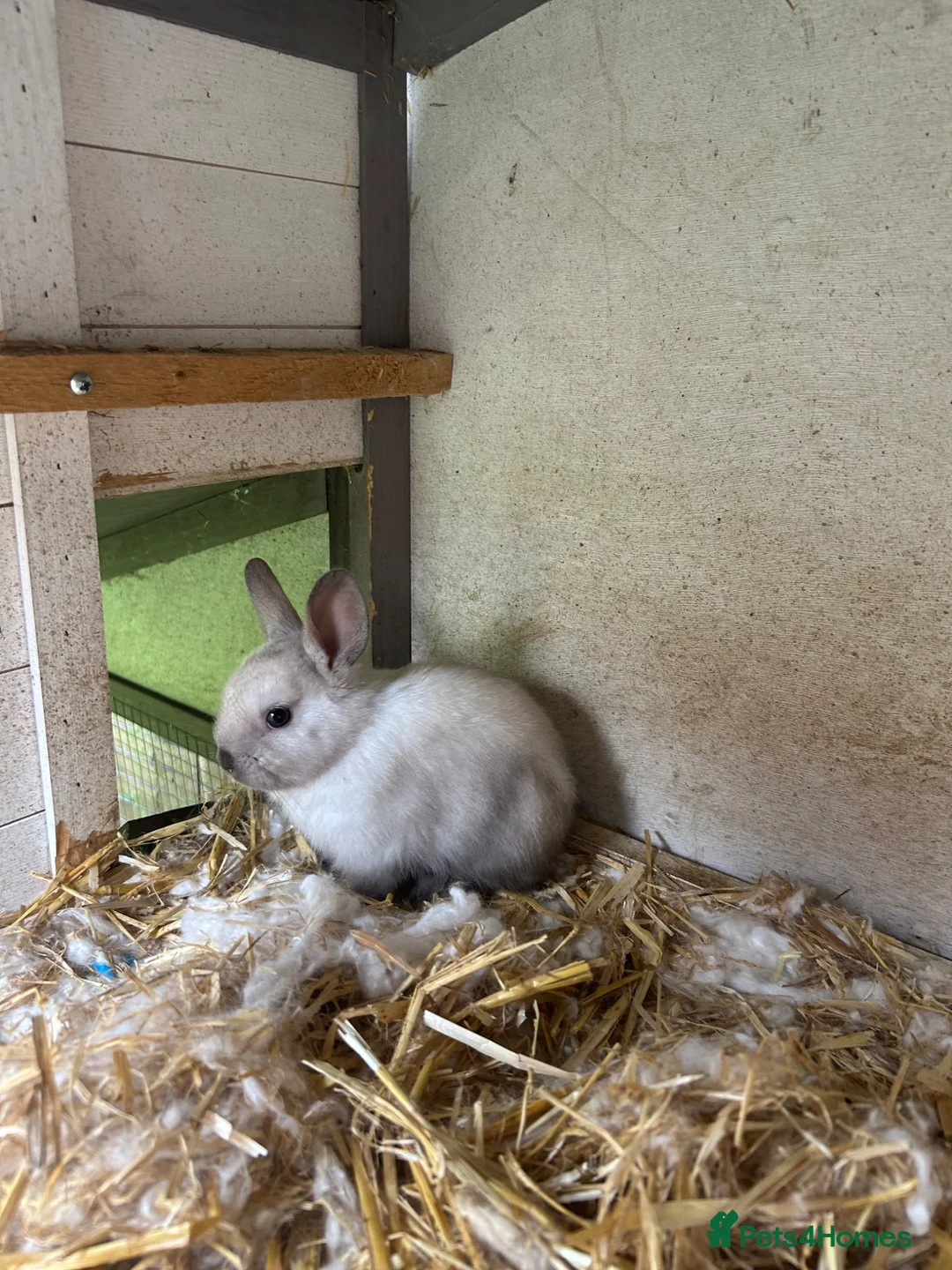 Netherland Dwarf rabbits for sale: Mini Netherlands dwarf  - Advert 1