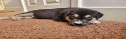 Mixed Breed dogs for sale: Husky Cross Puppies - Advert 15