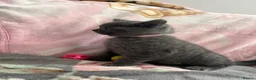 British Shorthair cats for sale: British Shorthair Kittens in Rochester - Advert 4