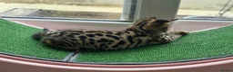 Savannah cats for sale: 🏵️ WORLDS BEST LINES 🏵️ Savannah F2 & F3 Kittens - Advert 16