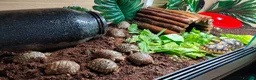 Tortoise reptiles for sale: Leopard Spotted Tortoises - Advert 4
