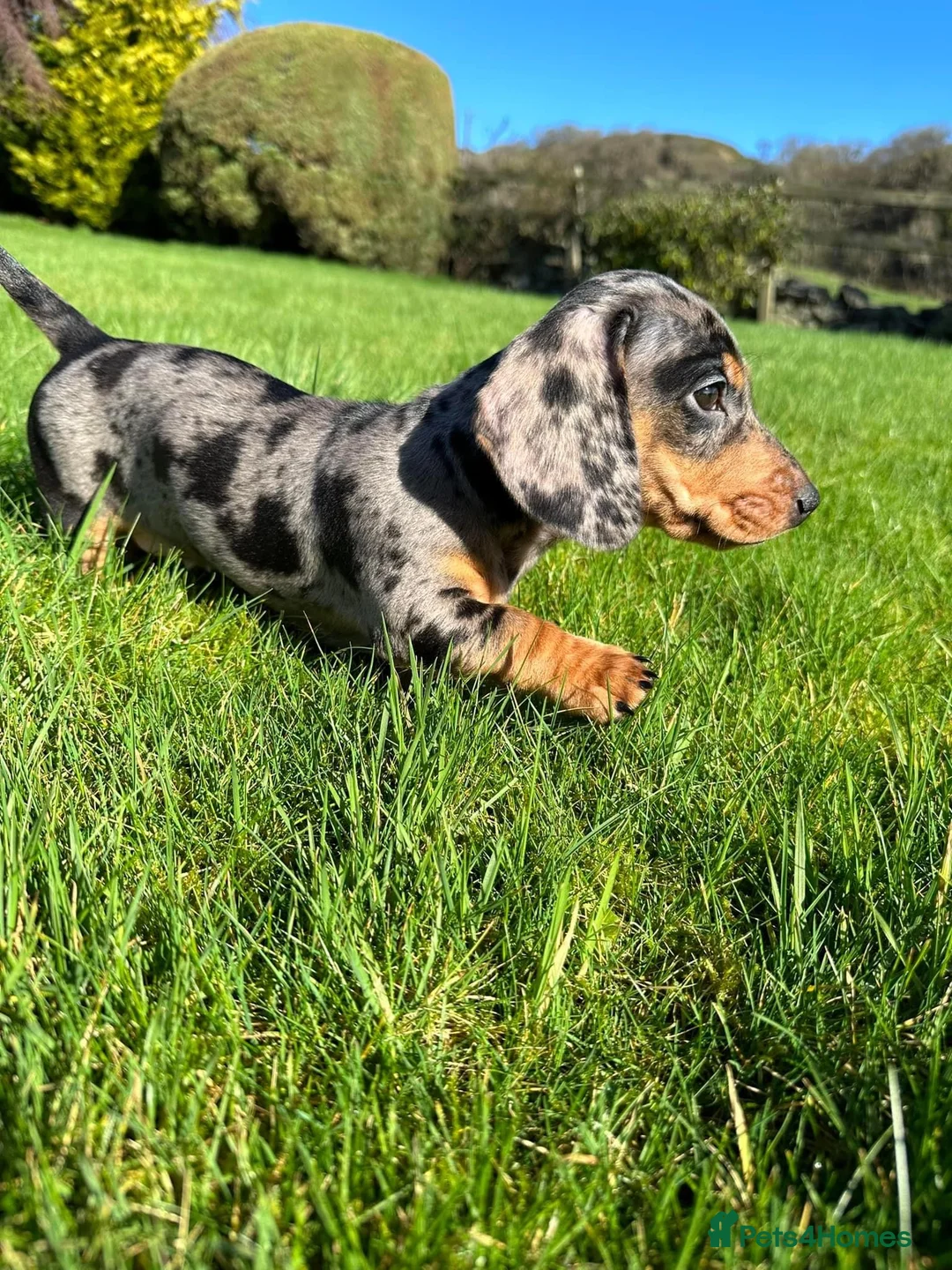 Miniature Dachshund dogs for stud: SLICE - Super Chocolate Dapple Miniature Stud in Dalry - Advert 22