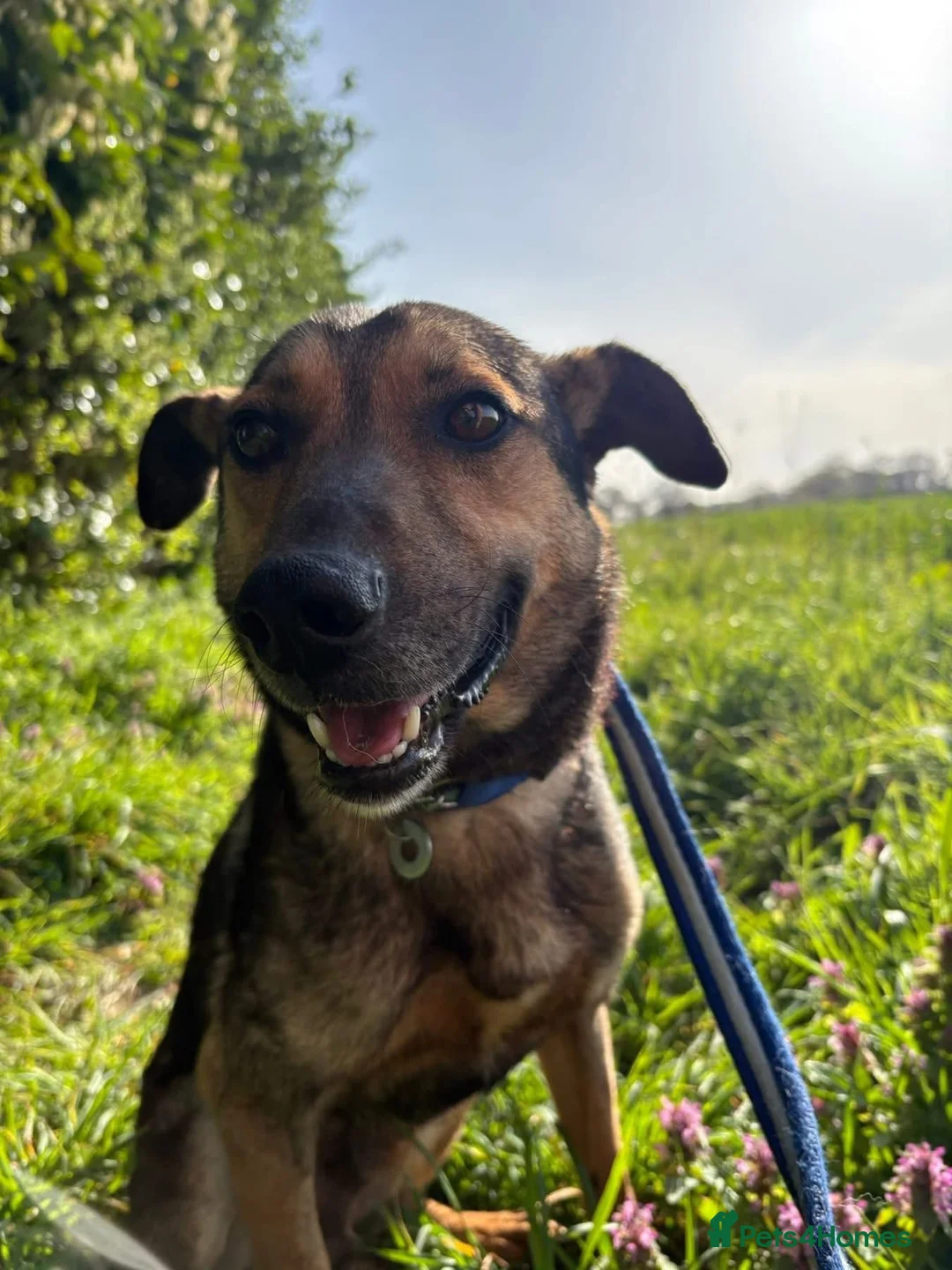 Mixed Breed dogs for adoption: Jenkins - Norwich Norfolk  - Advert 15