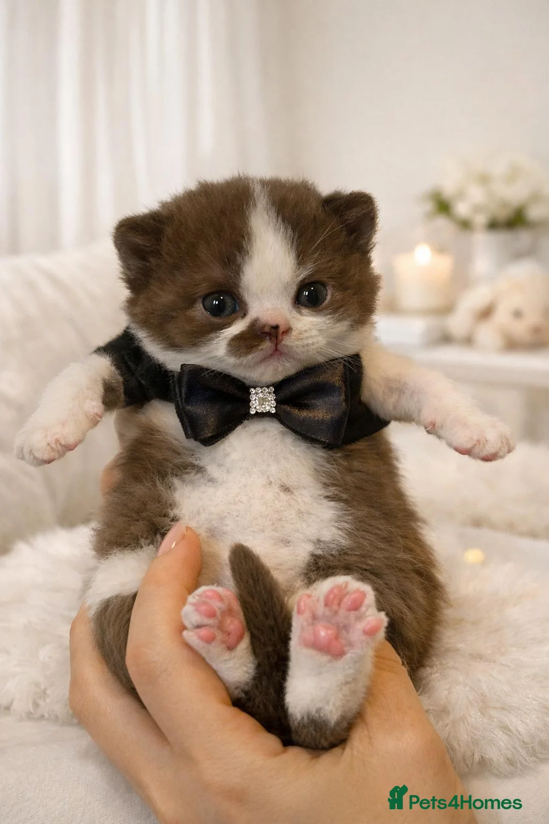 British Shorthair cats for sale: British Shorthair kittens ready to reserve - Advert 2