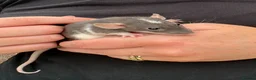 Rat rodents for sale: Beautiful friendly Dumbo rats  - Advert 18