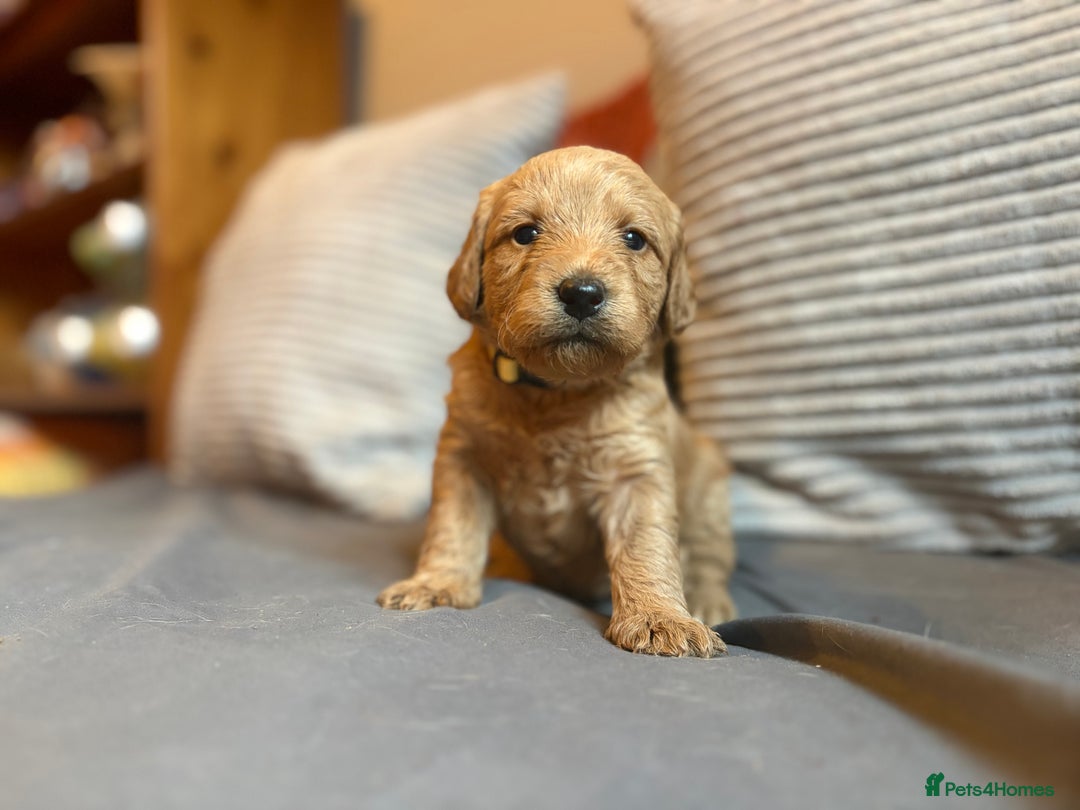Labradoodle dogs for sale: Fox Red F1 Miniature Labradoodles  - Advert 35