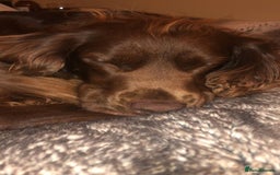 Sprocker dogs for stud: Sprocker Stud - Image 14