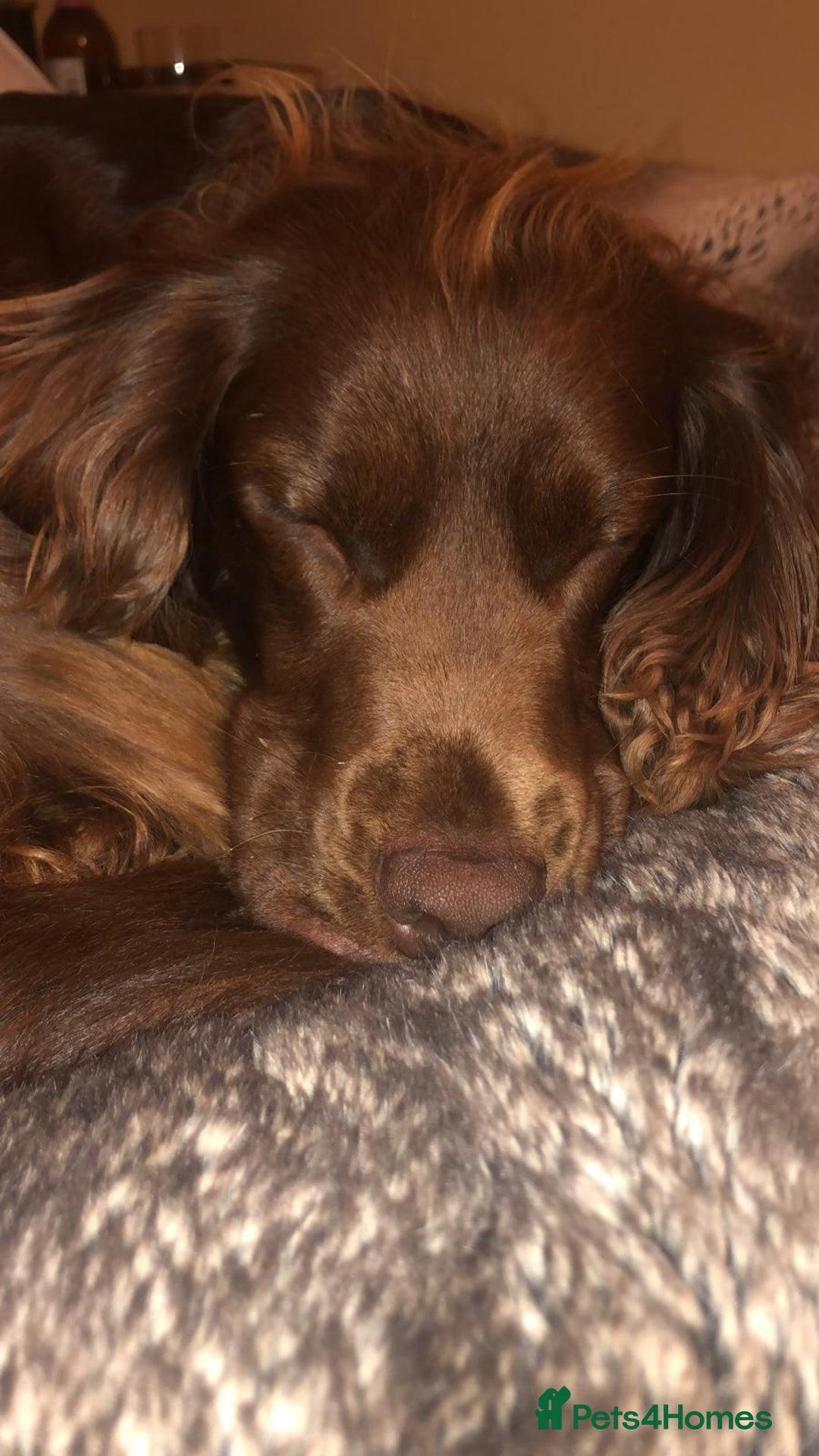 Sprocker dogs for stud: Sprocker Stud - Image 14