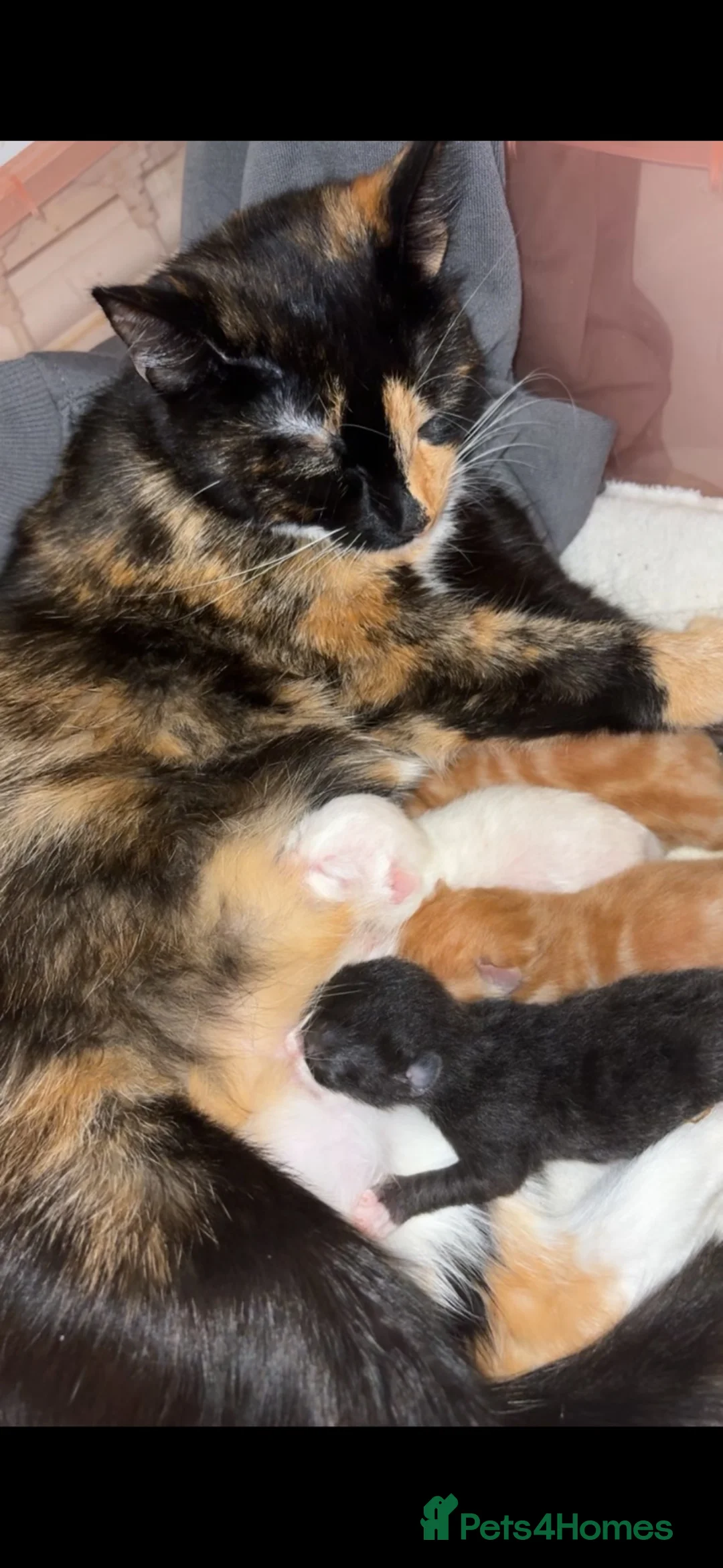 Mixed Breed cats for sale: Female ginger kitten  in Hull - Advert 3
