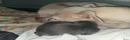 Italian Greyhound dogs for sale: Blue Italian greyhound - Advert 8
