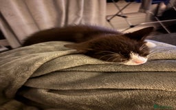 Mixed Breed cats for sale: READY NOW FOR THERE FOREVER HOMES - Image 10