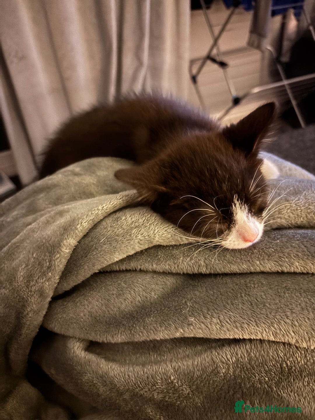 Mixed Breed cats for sale: READY NOW FOR THERE FOREVER HOMES - Image 10