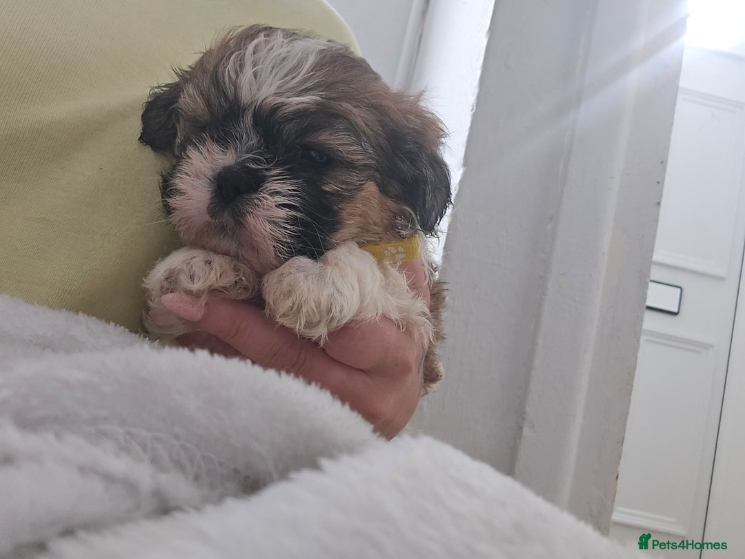 Shih Tzu dogs for sale: Shih tzu - Image 4