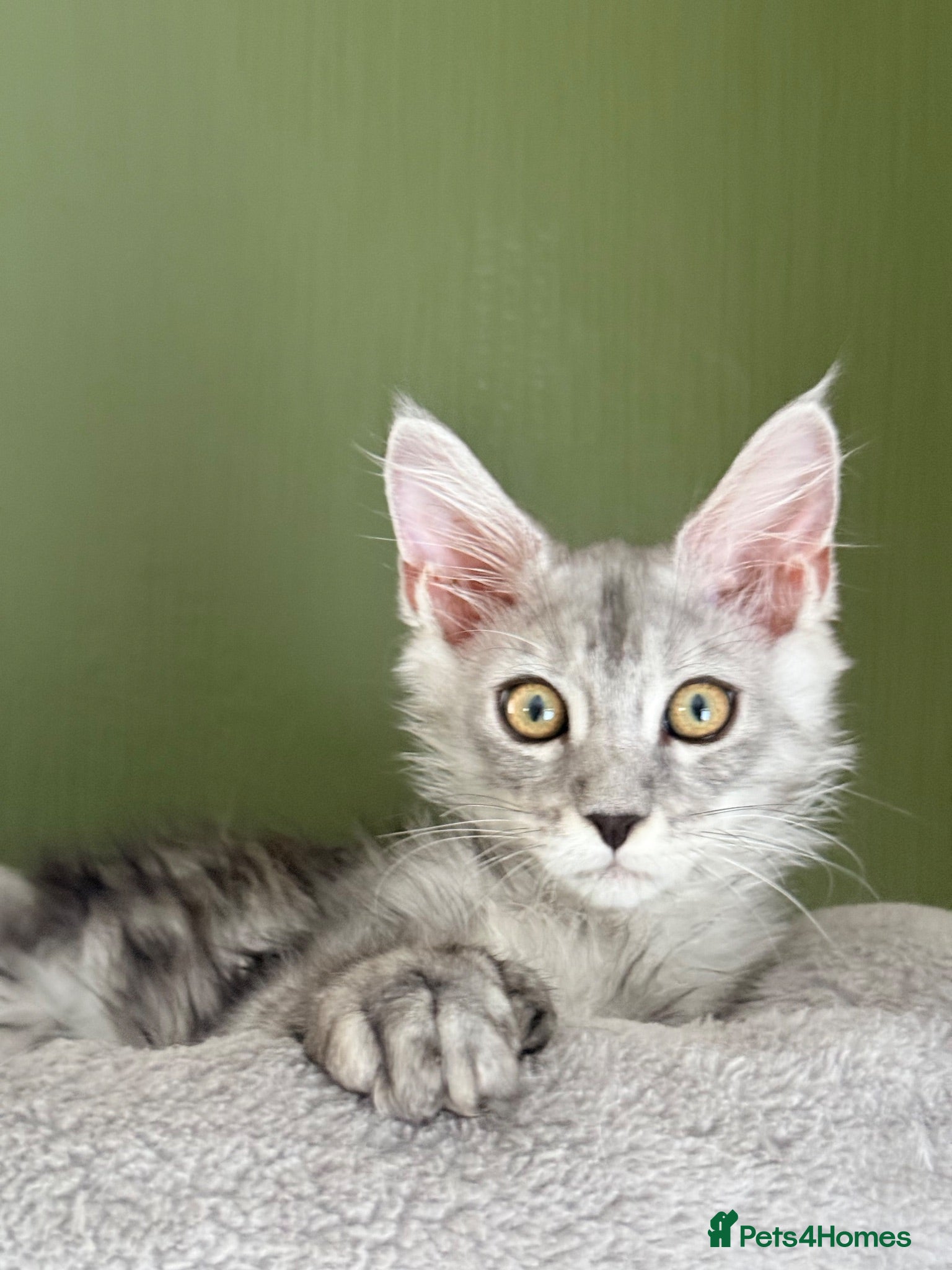 Maine Coon cats Polydactyl and non-polydactyl kittens  - Advert 2