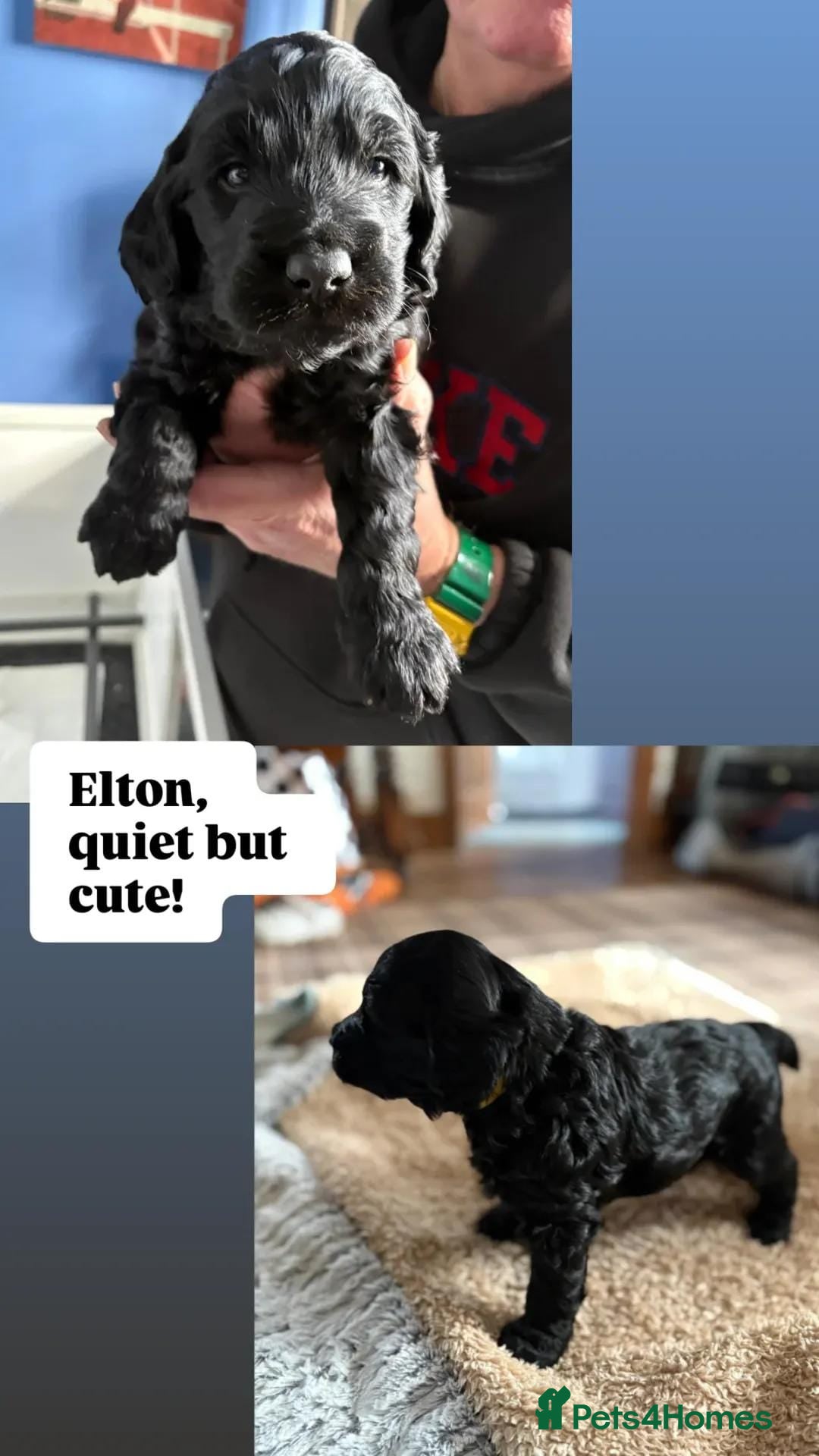 Double Doodle dogs Double Doodle puppies  - Advert 5