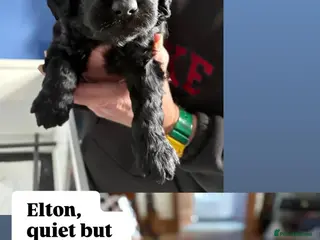 Double Doodle dogs Double Doodle puppies - Advert 5