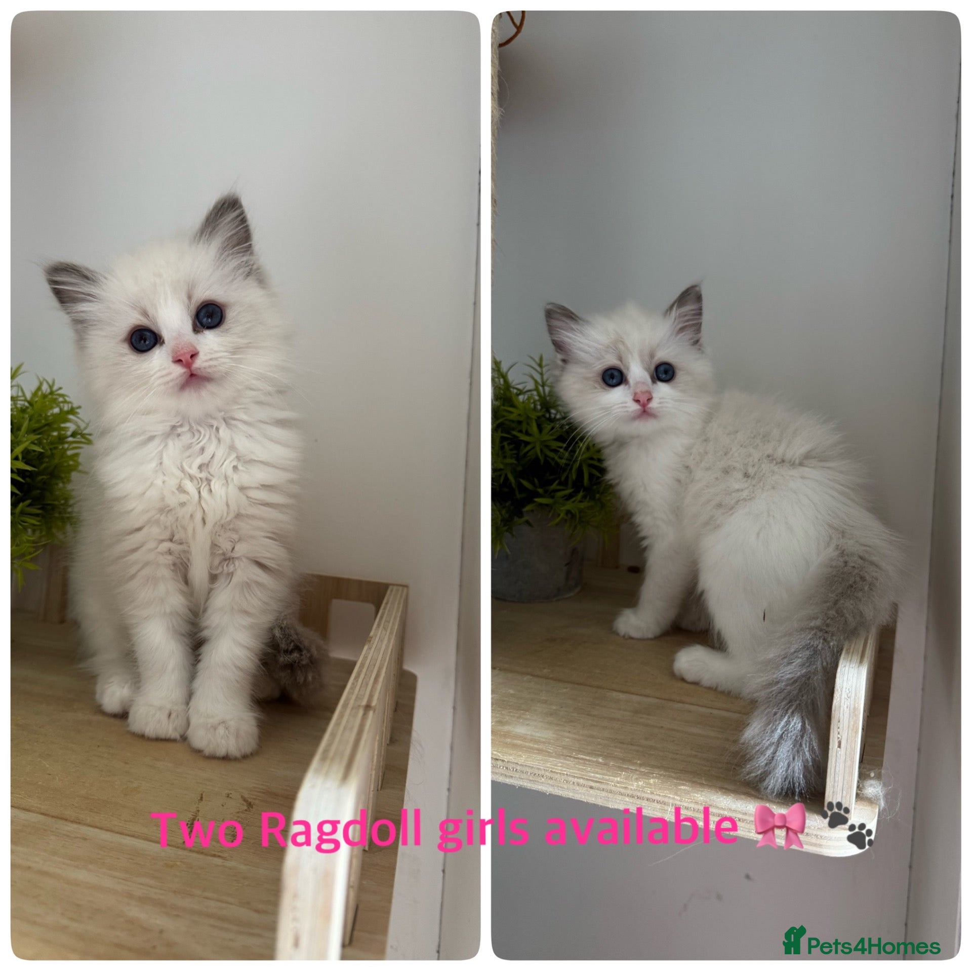 Ragdoll cats 2Left 🩷 ! Pure Bicolour ragdoll Kittens  - Advert 6